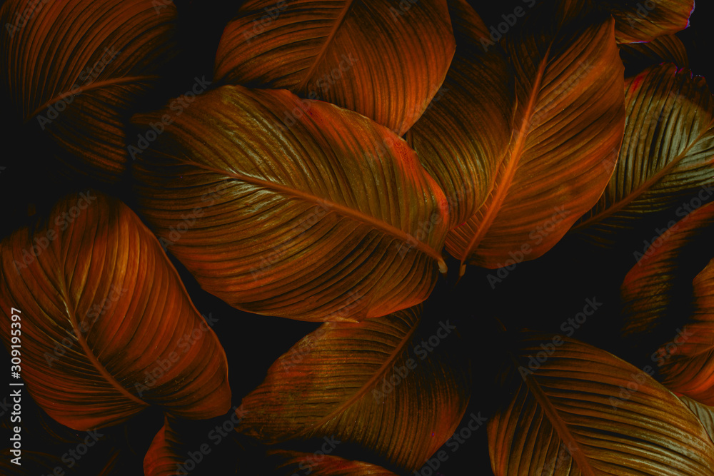 leaves of Spathiphyllum cannifolium, abstract colorful texture, nature background, tropical leaf leaves of Spathiphyllum cannifolium, abstract colorful texture, nature background, tropical leaf