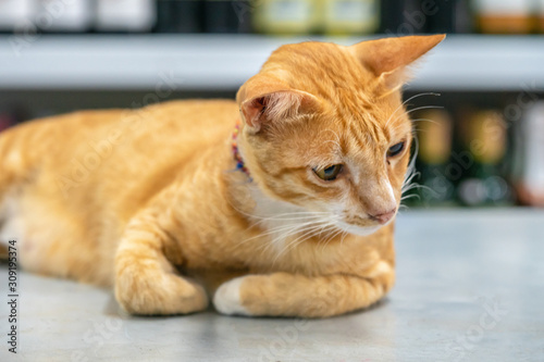 Fototapeta Naklejka Na Ścianę i Meble -  Ginger orange young Shorthair cat rests on a fridge in a shop in Thailand, looks with curiosity in them, hunts and plays