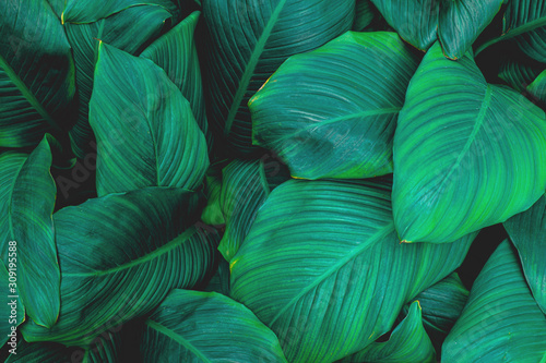 leaves of Spathiphyllum cannifolium  abstract green texture  nature background  tropical leaf