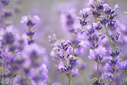 Beautiful delicate lilac lavender flowers. Artistic tender photo with soft selective focus.