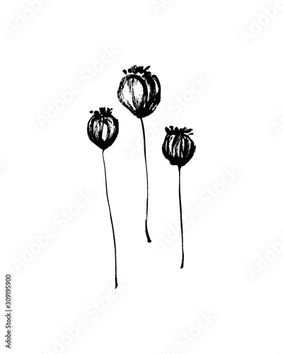 Hand drawn dried poppy seed pods set painted by ink. Grunge style brush painting vector silhouettes. Black isolated imprint on white background