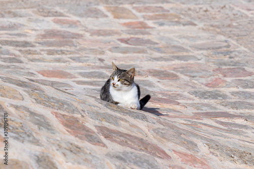 A big  gray and white cat lies and rests on the roof of the mosque roof of the Muslim part of the grave of the prophet Samuel on Mount of Joy near Jerusalem in Israel photo