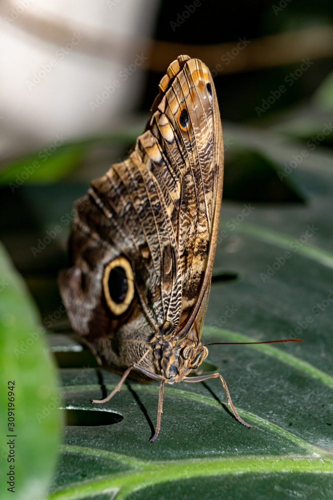 Tropical butterfly Caligo (Owl butterfly) Tropical butterfly Caligo (Owl butterfly)