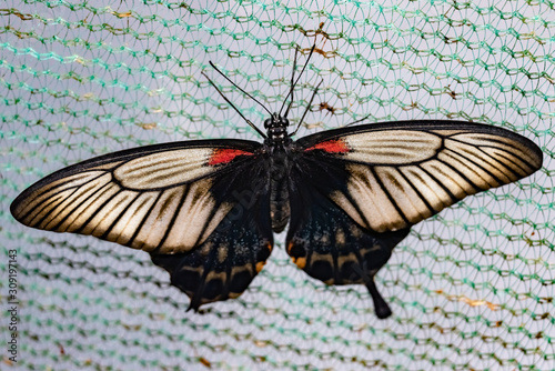 Tropical butterfly Lovi (Papilio lowi) photo