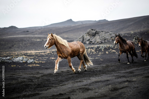 Chevaux islandais en liberté sur sable noir dans un décor volcanique et lunaire