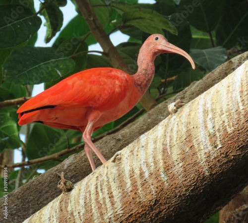 Scarlet ibis bird perched on tree branch at the Detroit Zoo