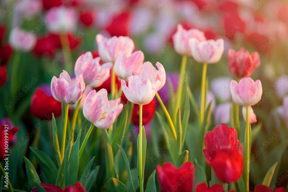 Beautiful bouquet of red and pink tulips in spring nature for card design and web banner. Selective focus