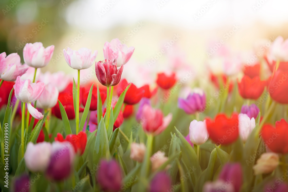 Beautiful bouquet of red and pink tulips in spring nature for card design and web banner. Selective focus Beautiful bouquet of red and pink tulips in spring nature for card design and web banner. Selective focus
