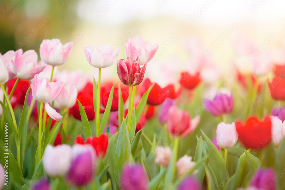 Beautiful bouquet of red and pink tulips in spring nature for card design and web banner. Selective focus