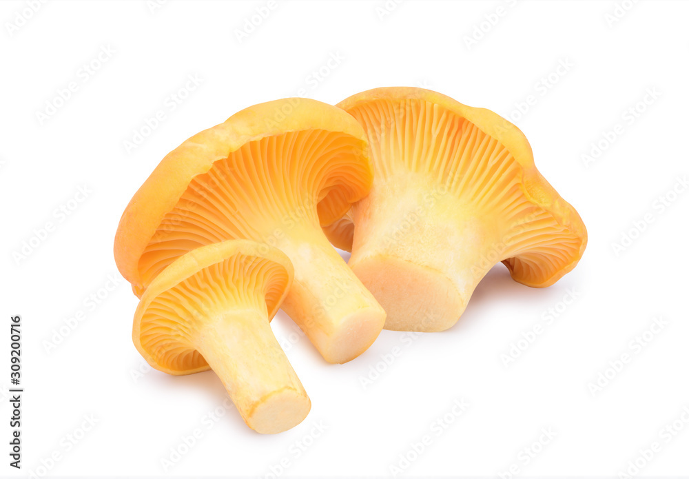 Yellow chanterelle isolated on white background Yellow chanterelle isolated on white background