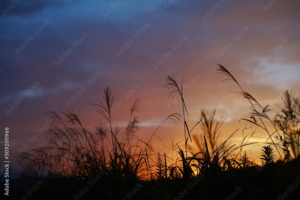 秋の夕焼けとススキ
