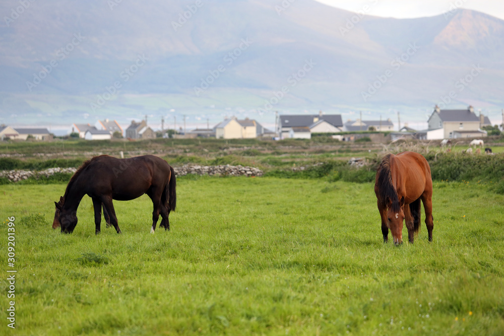 Fototapeta premium Horses graze in fields in County Kerry, Ireland, along the Wild Atlantic Way