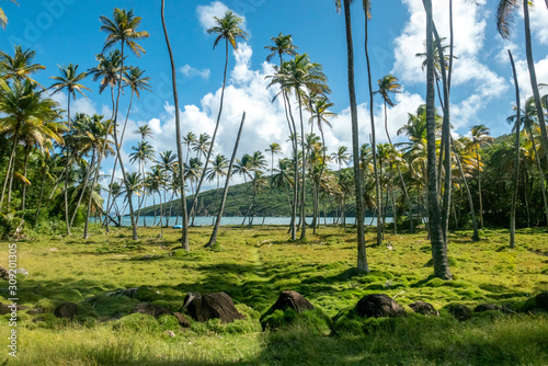 Canvastavla Palm grove and atlantic ocean view from the hill of Bequia island in Saint Vince