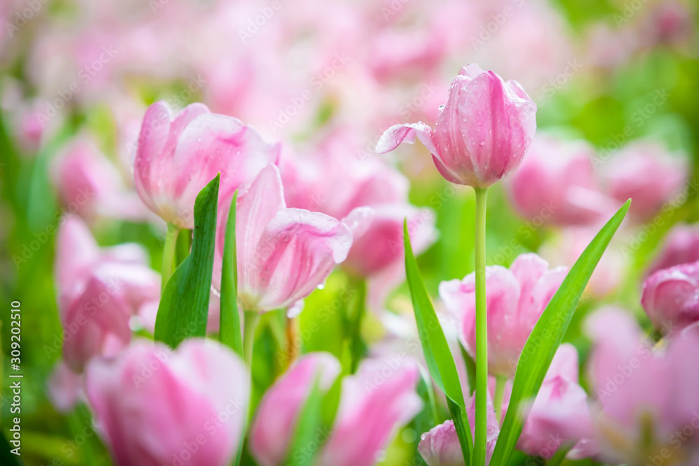 Beautiful bouquet of pink tulips in spring nature for card design and web banner. Selective focus Beautiful bouquet of pink tulips in spring nature for card design and web banner. Selective focus