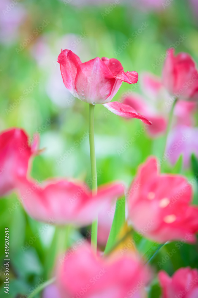 Beautiful bouquet of pink tulips in spring nature for card design and web banner. Selective focus Beautiful bouquet of pink tulips in spring nature for card design and web banner. Selective focus