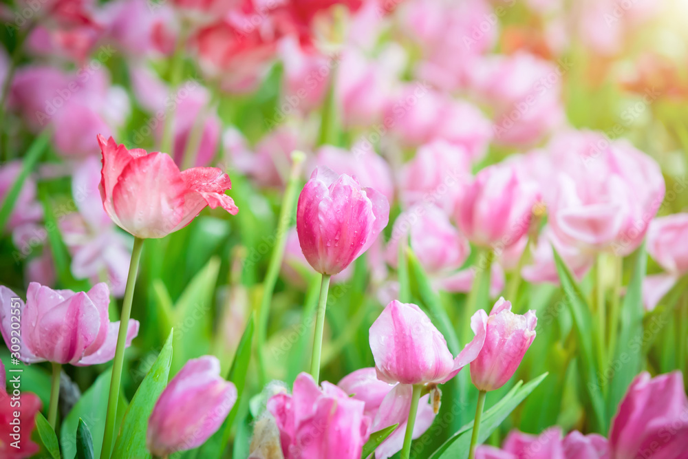 Beautiful bouquet of pink tulips in spring nature for card design and web banner. Selective focus
