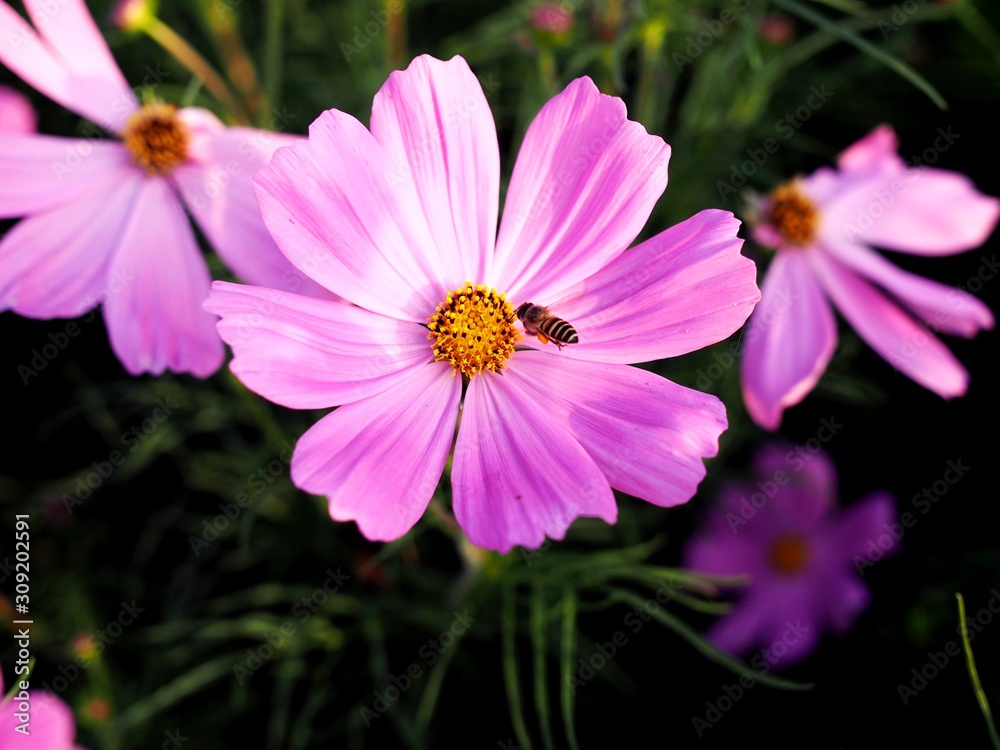 Beautiful flowers in garden with pink cosmos flower and bee on pollen. Beautiful flowers in garden with pink cosmos flower and bee on pollen.