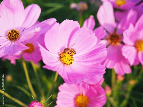 Beautiful flowers in garden with pink cosmos flower and bee on pollen.