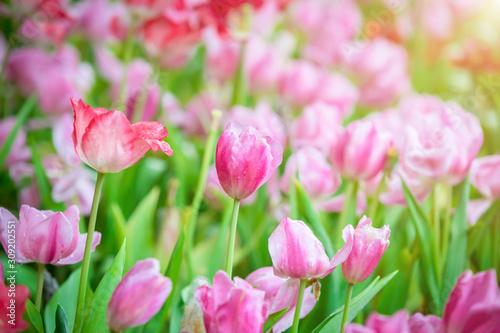 Beautiful bouquet of pink tulips in spring nature for card design and web banner. Selective focus © Anukool