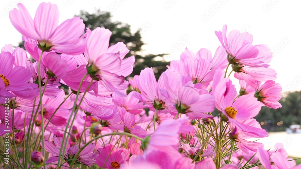 Beautiful blooming flower with pink cosmos flower field in garden. beauty in nature.