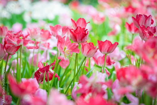 Fototapeta Naklejka Na Ścianę i Meble -  Beautiful bouquet of pink tulips in spring nature for card design and web banner. Selective focus