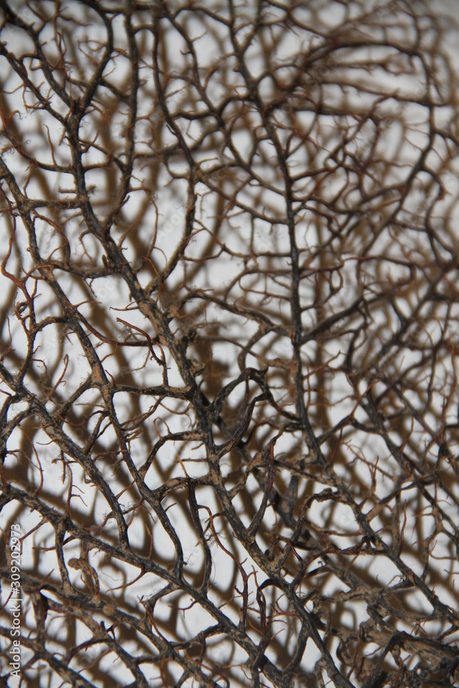 Obraz premium Tree Branches