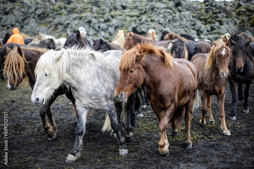 Troupeau de chevaux Islandais dans un enclos u milieu des volcans