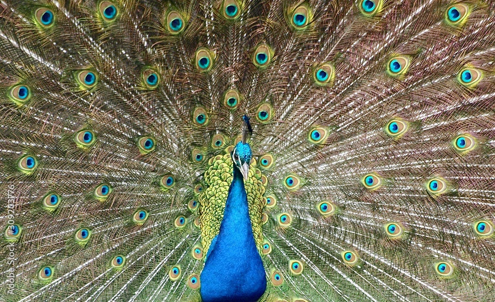 Naklejka premium Feathers in a wheel of a male peacock bird
