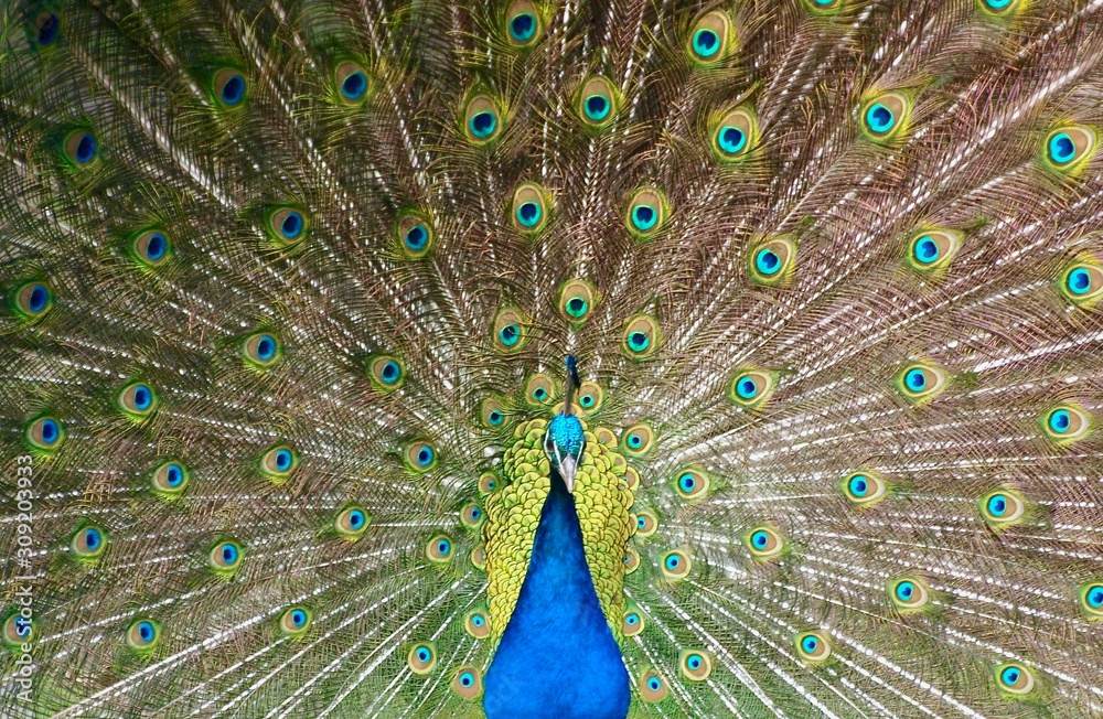 Naklejka premium Feathers in a wheel of a male peacock bird