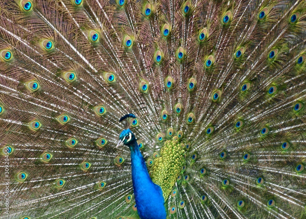 Naklejka premium Feathers in a wheel of a male peacock bird