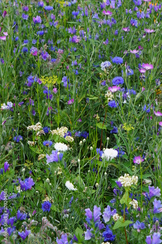 Blue flowers mix