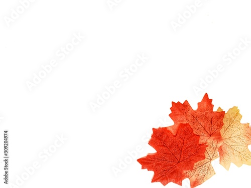 autumn leaves isolated on white background