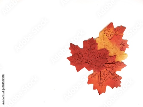 autumn leaves isolated on white background