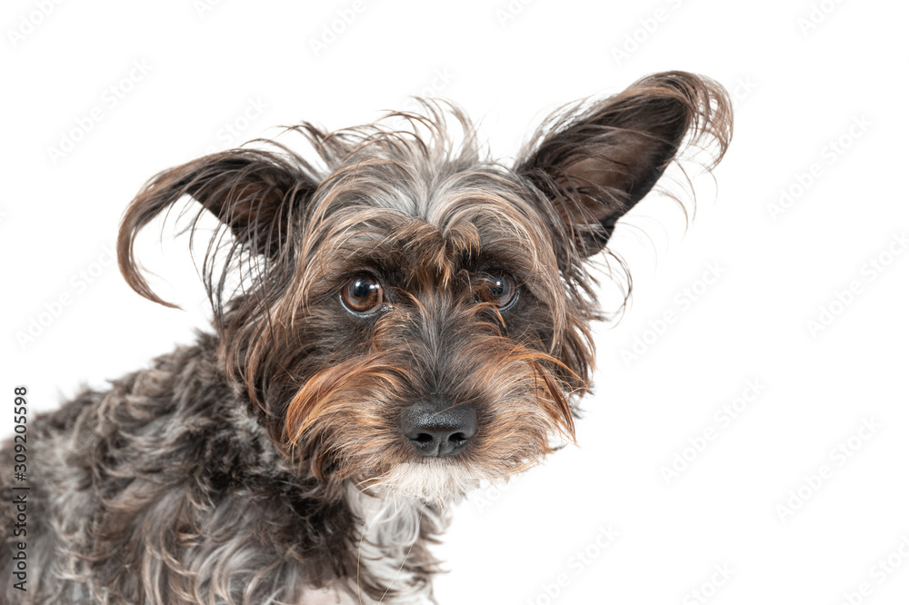 Cute little Schnauzer Barbet dog