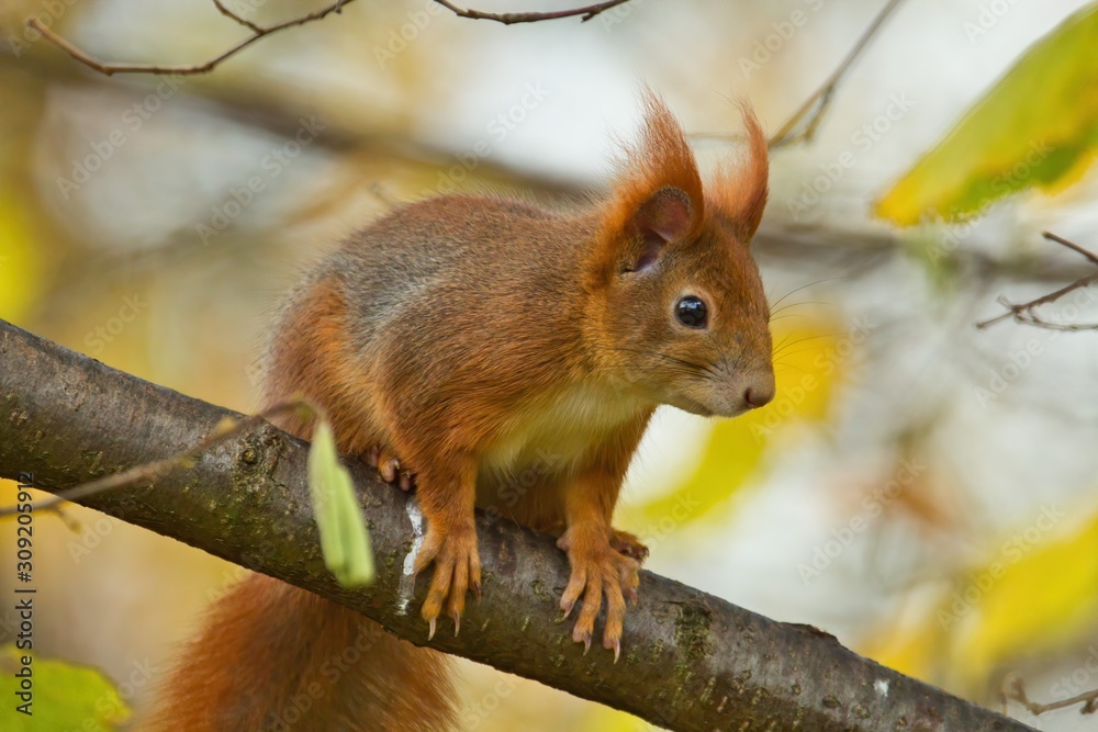 Ein Eichhörnchen sitzt im Herbst auf einem Ast mit gelbem Hintergrund, Sciurus vulgaris Ein Eichhörnchen sitzt im Herbst auf einem Ast mit gelbem Hintergrund, Sciurus vulgaris