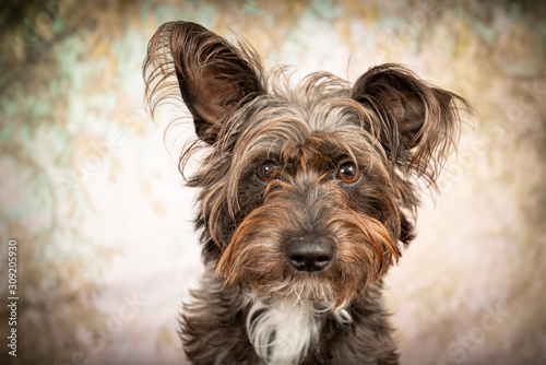 Cute little Schnauzer Barbet dog