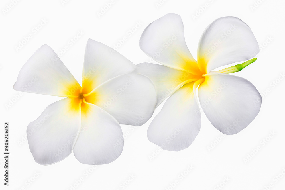 Plumeria or Frangipani Flower Isolated on White Background in close up mode with clipping path