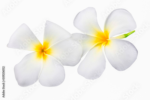 Plumeria or Frangipani Flower Isolated on White Background in close up mode with clipping path