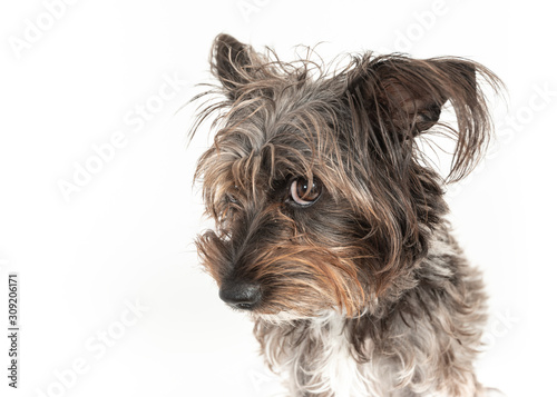 Cute little Schnauzer Barbet dog