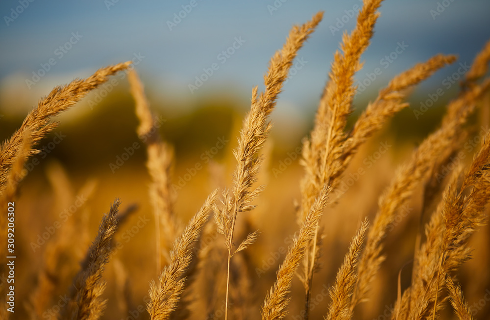 Fototapeta premium zboże