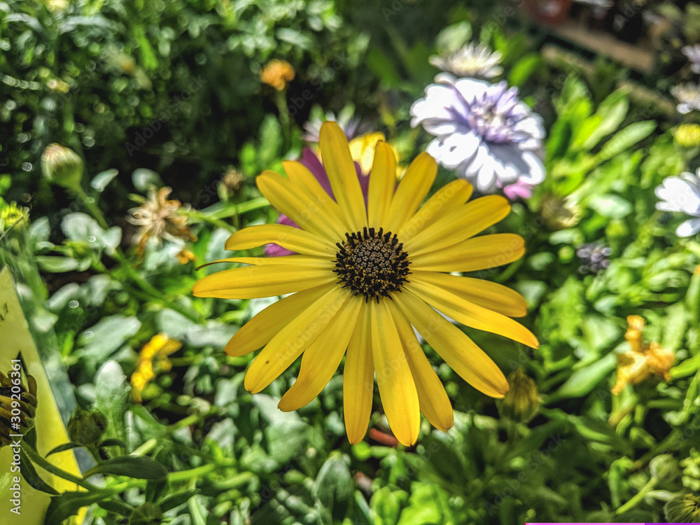 Beautiful vibrant summer blooming dahlia flowers Beautiful vibrant summer blooming dahlia flowers