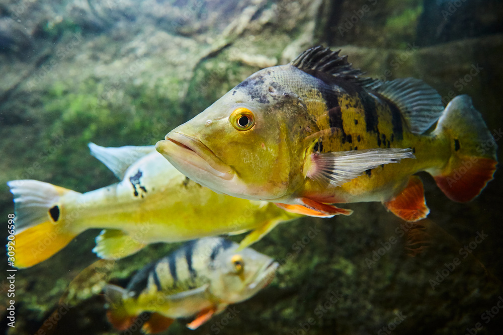 Fototapeta premium Ryby