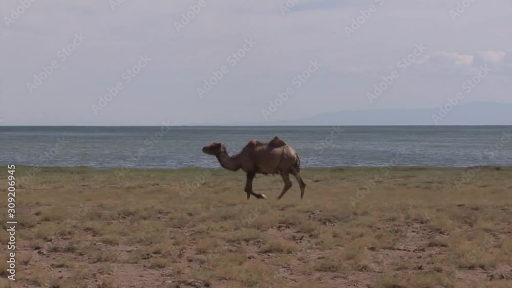 Mongolia, foothill northwestern regions. Landscapes. Mongolia, foothill northwestern regions. Landscapes.