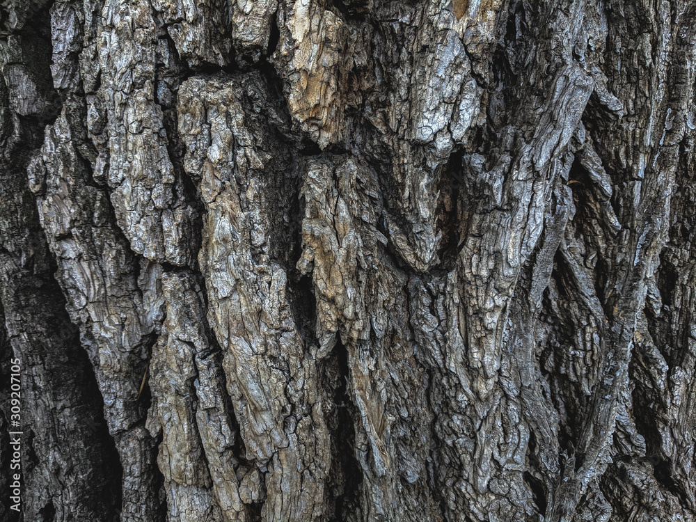Atmospheric texture of natural wood bark Atmospheric texture of natural wood bark