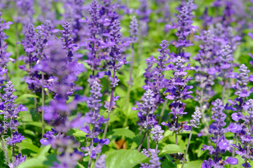 Close-up of beautiful lavender flowers in the garden Close-up of beautiful lavender flowers in the garden