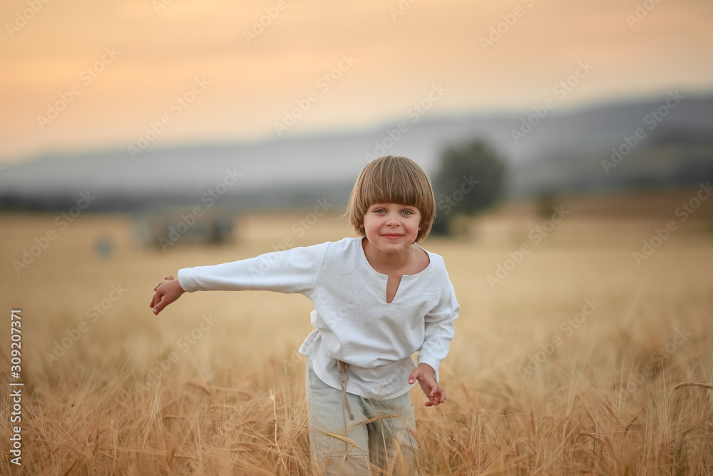 A country boy 6 years old walks through an agricultural wheat field.