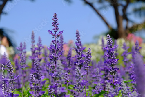 Close-up of beautiful lavender flowers in the garden