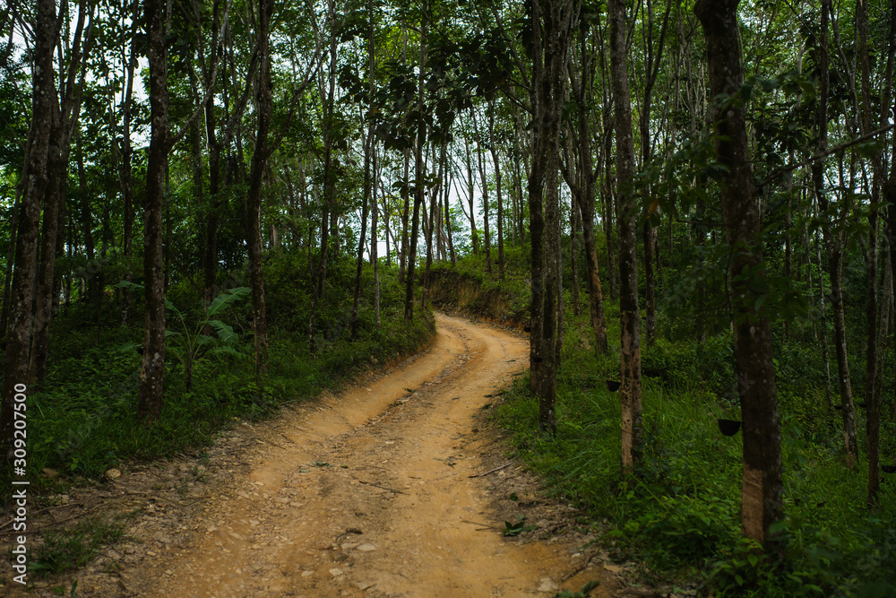Fototapeta premium road in rubber tree plantation