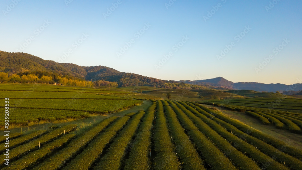Aerial view shot from drone of green tea plantation, Top view aerial photo from flying drone of a tea plantation Aerial view shot from drone of green tea plantation, Top view aerial photo from flying drone of a tea plantation