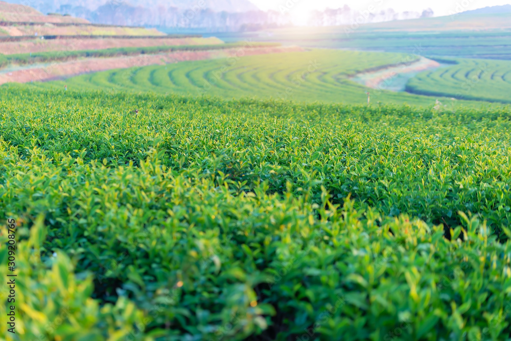 Tea plantation, Green tea plantaion, wavy of rows tea on hill in sunlight
